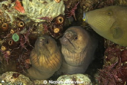 During a muck night dive I was trying to take a family pi... by Nicolas Aznavour 